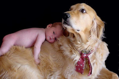[perro-salva-bebe1.jpg]