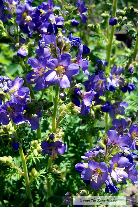 The Eager Readers: Flower Friday - Jacob's Ladder + Friday's Fab Five