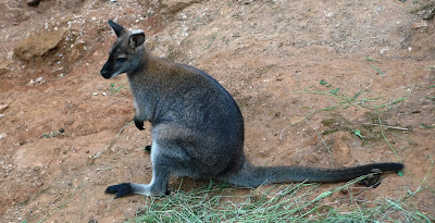 wallaby