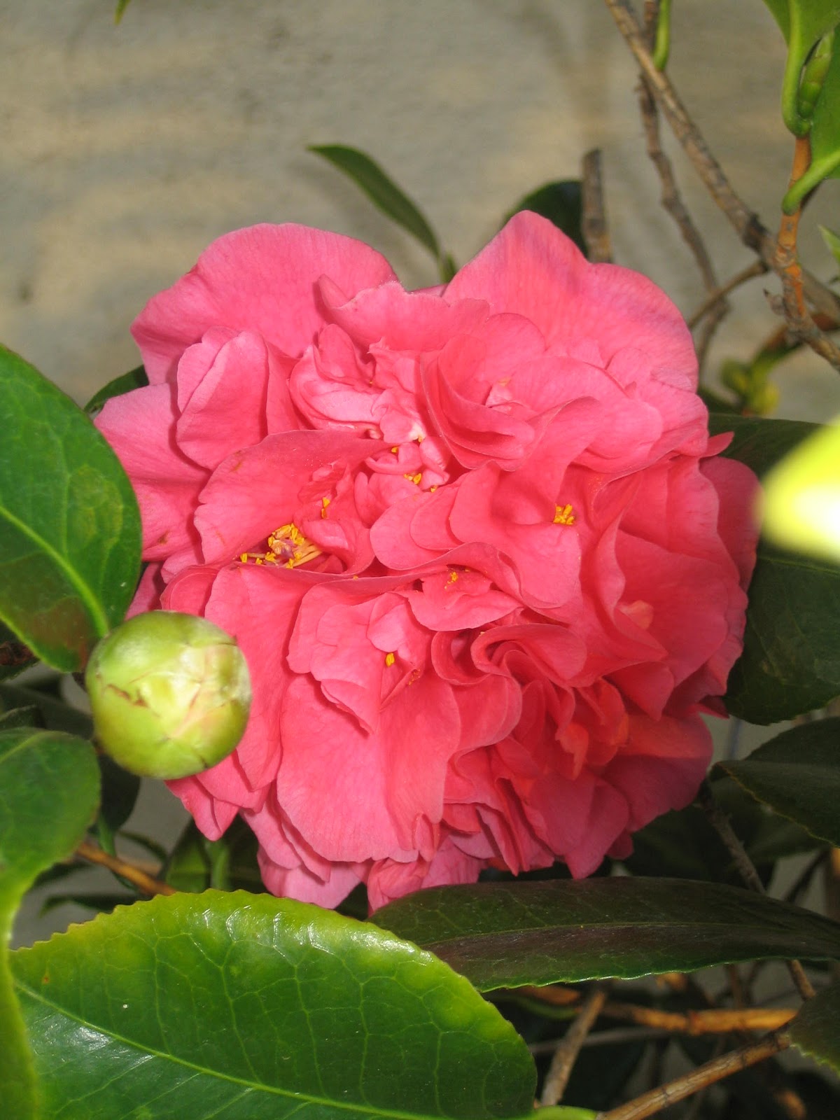 [Spring in our yard 017.jpg]