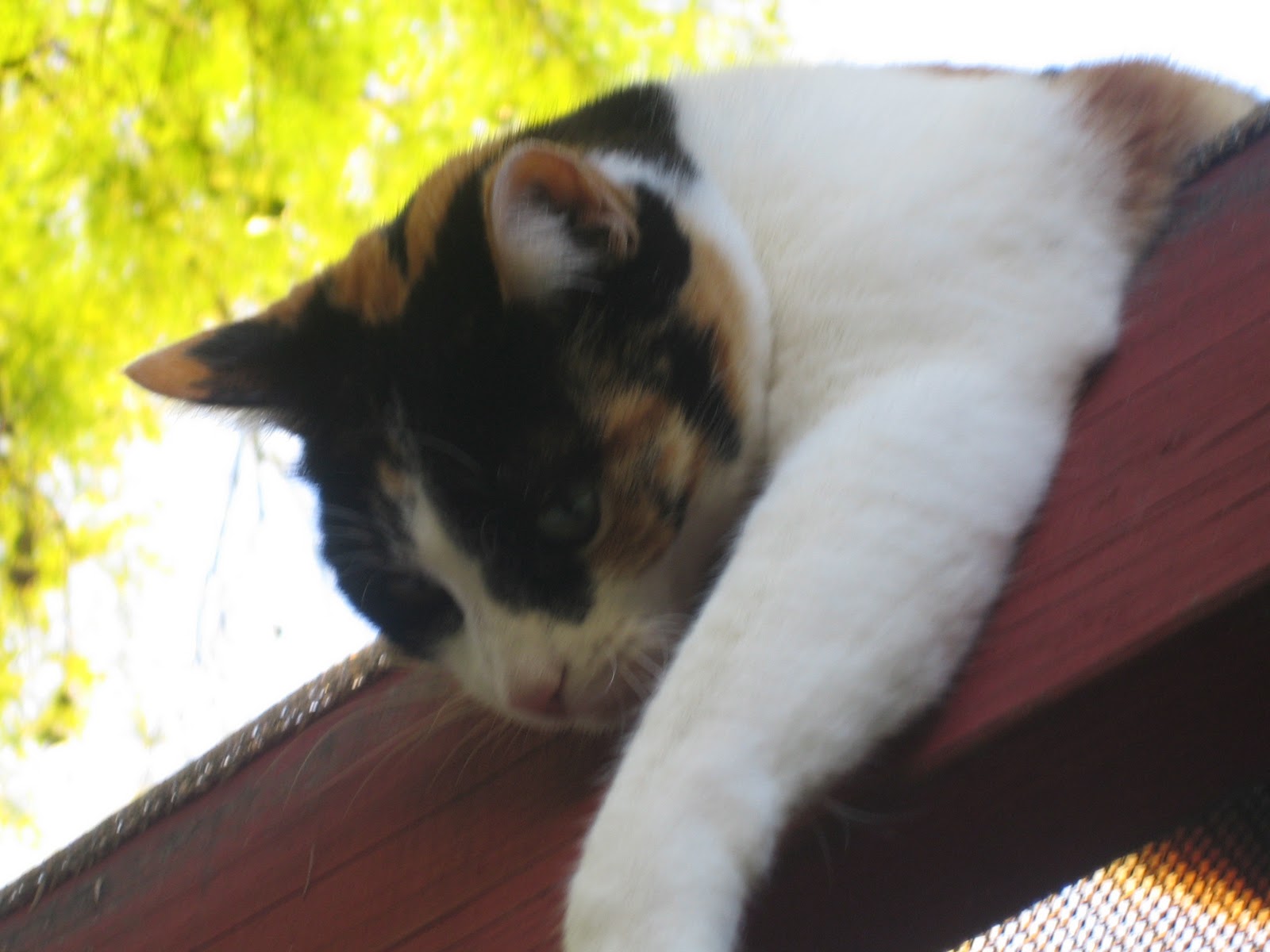 [Spring in our yard 022.jpg]