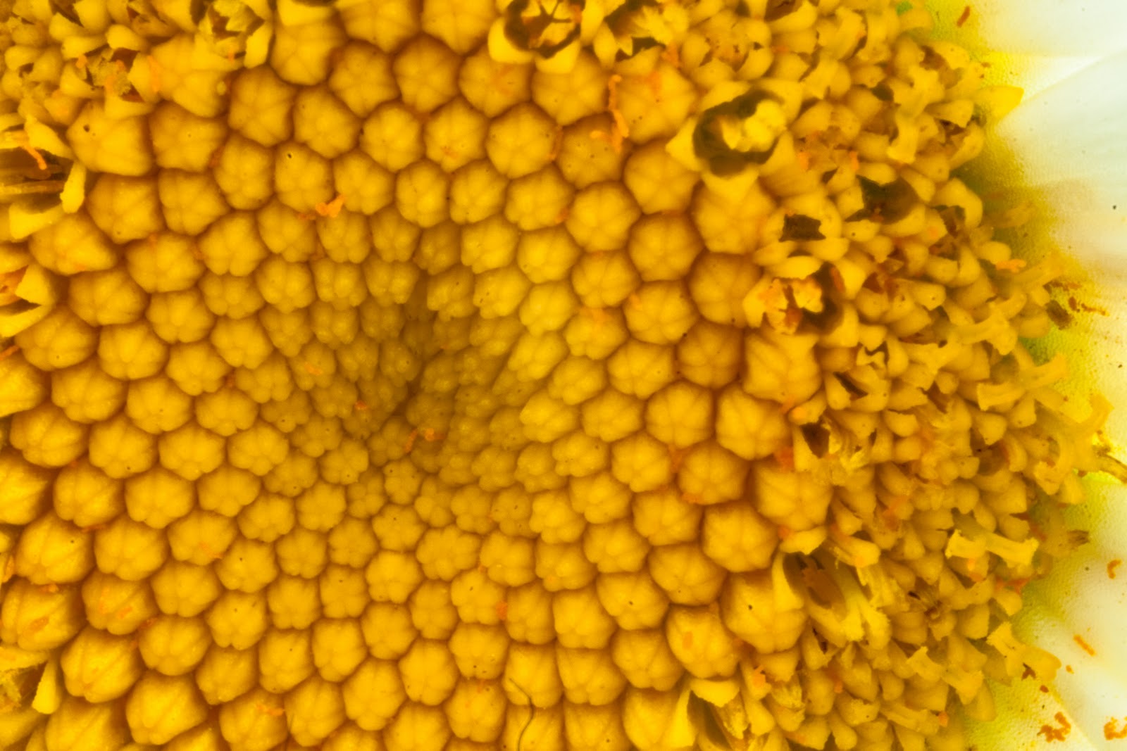 Photo Views Life Through The Eye Of A Camera Exploring Macro