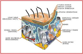 BIOLOGI GONZAGA: PANCA INDRA