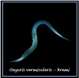 oxyuris vermicularis cacing kremi))