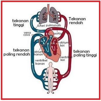 Sistem peredaran darah tertutup adalah darah dipompa oleh jantung ke seluruh tubuh melewati