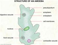 un parazit disenteric de amoeba