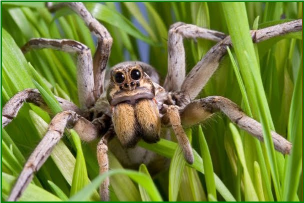 Biologi Gonzaga Arthropoda