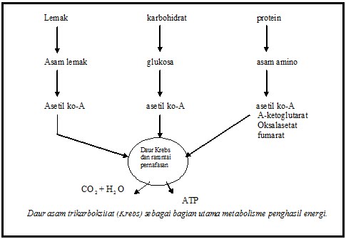 Jurnal Asam Amino Dan Protein Pdf Jurnal Asam Amino Dan Protein Pdf