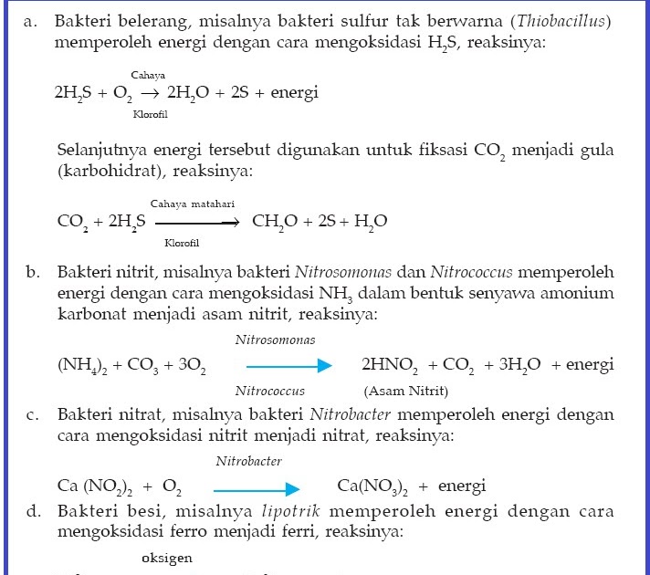 Contoh Reaksi Asimilasi Contoh Raw x