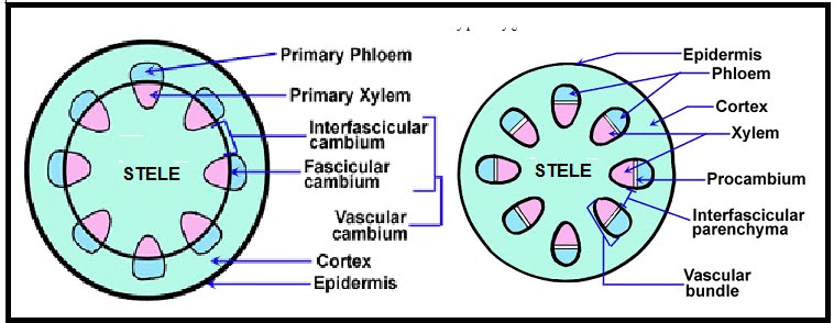 Biologi Gonzaga Kambium
