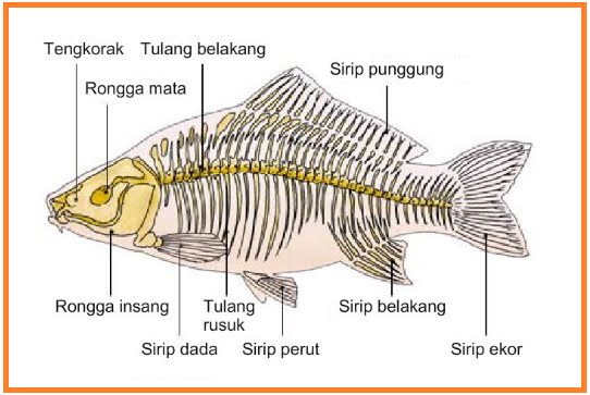 BIOLOGI GONZAGA PRAKTEK BEDAH IKAN