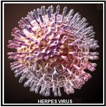 HERPES SYMPLEX VIRUS | Berita Biologi