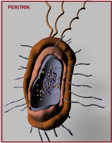 BIOLOGI GONZAGA: BAKTERI
