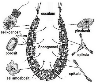 Phylum Porifera Scienceandri