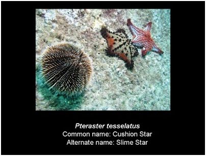 Biologi Gonzaga Hewan Berkulit Duri