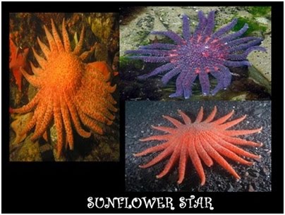 Biologi Gonzaga Hewan Berkulit Duri