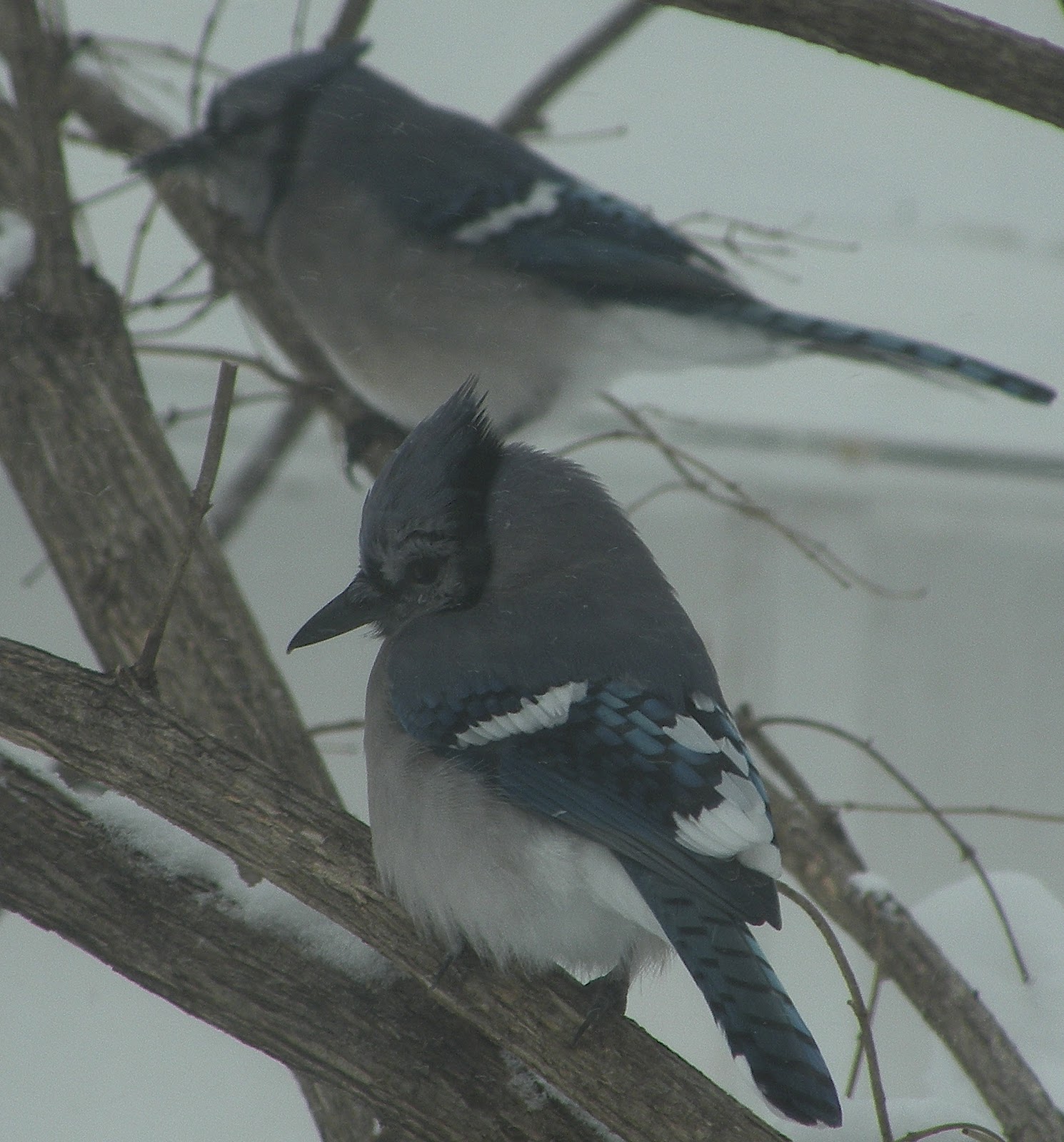 Northwest Arkansas Audubon Society Bluejay makes suet swing until it
