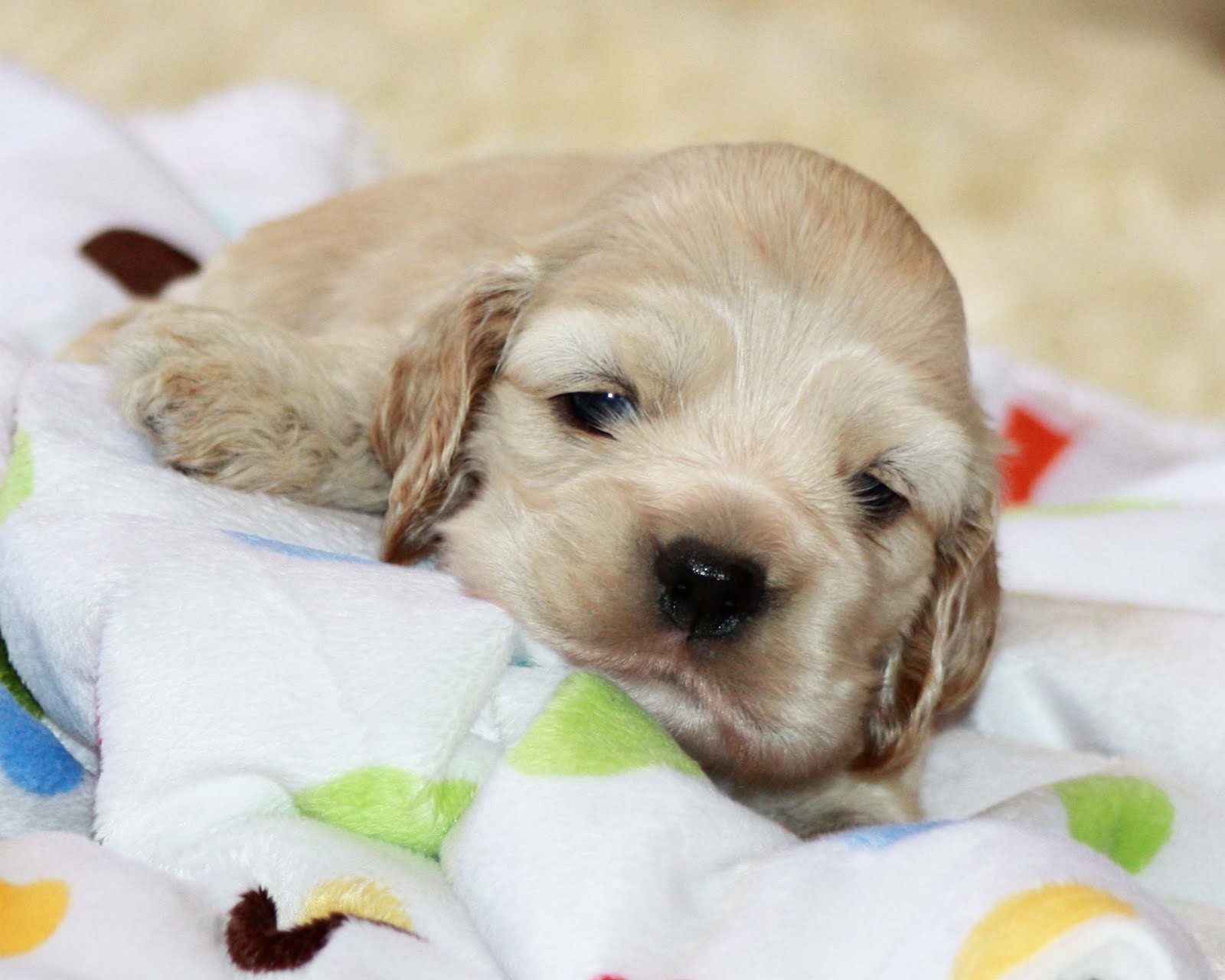 Akc cocker spaniel puppies Outlet