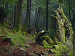 NUESTROS MONTES Y BOSQUES<br><a></a>