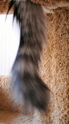 cat+tail.jpg