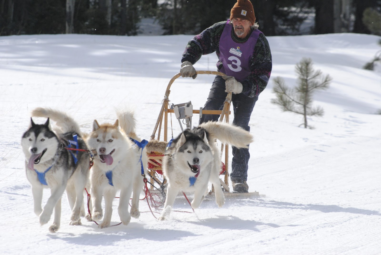FiDo's Blog: Sled Dog Races in the White Mountains of Arizona