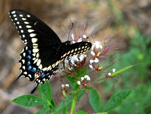 Papilio Polyxenes
