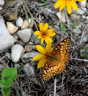 Euptoieta Claudia