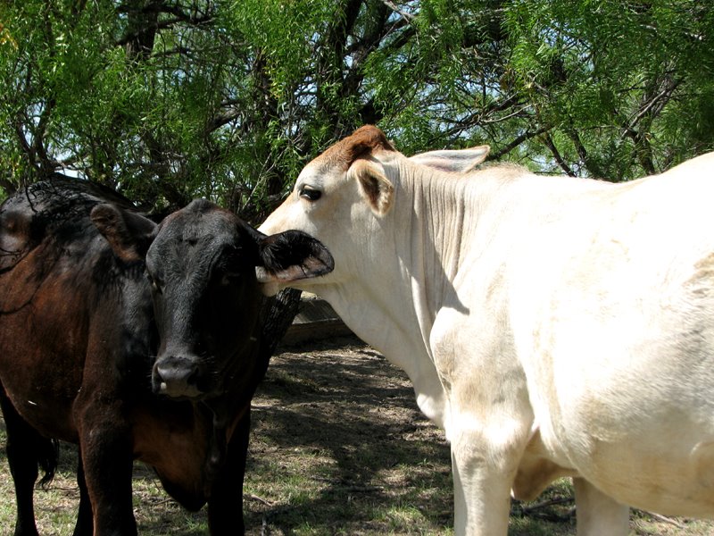 [Brackettville+Grass+Fed+Beef+Kissing+Cow_6652.jpg]