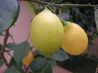 limones en Graceland