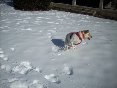 Cass jugando en la nieve