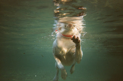 una foto más de Cass nadando, la última, lo prometo