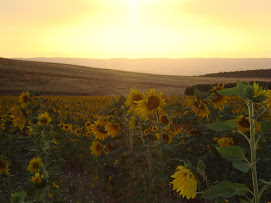 Sun Flowers at Sunset in Morocco
