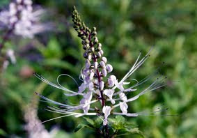 Teknikbudidaya Tanaman Kumis Kucing Beda Waktu Jakarta Dan Bangkok
