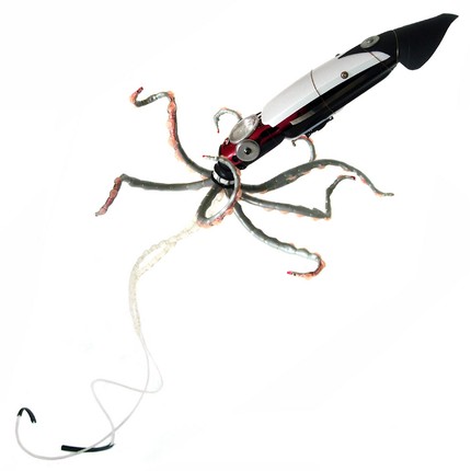 [squid.jpg]
