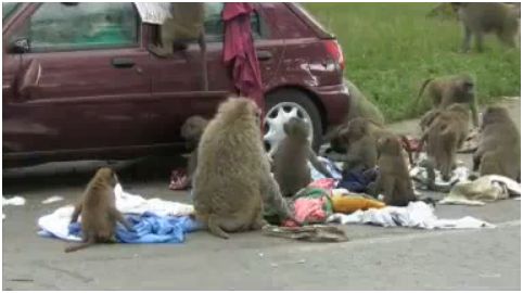 [baboon3.JPG]