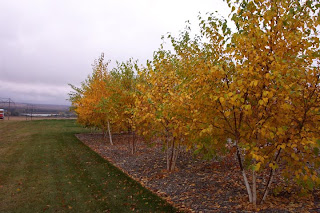 fall autumm trees