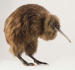 kiwi birds bird brown animals island north theora zealand looks apteryx kiwis msdb title looking pet eat un fruit del