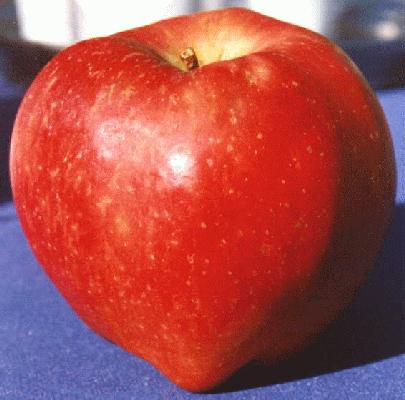 [apple.jpg]