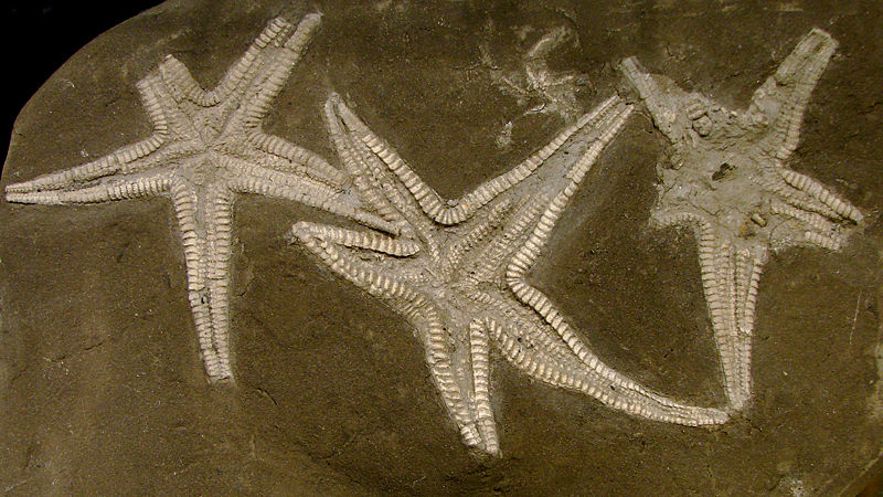 [fossil.jpg]