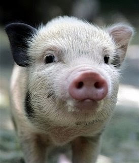 image: cute%2Bpiglet