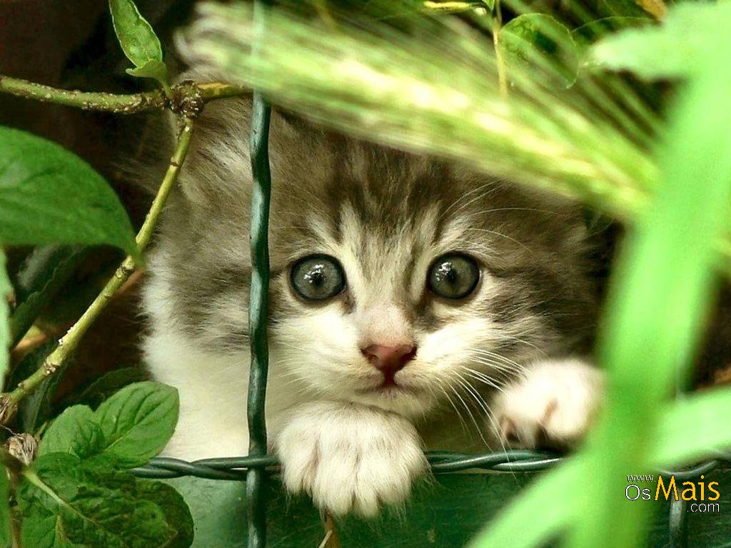 A+ Os gatos A+ Os gatos