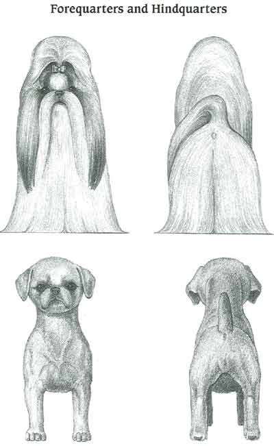 Схема стрижки лап йорка