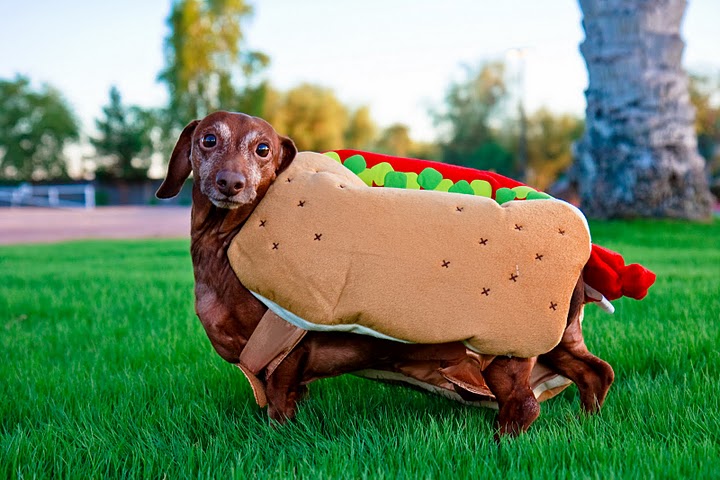 Life with a Wiener Dog: October 2010