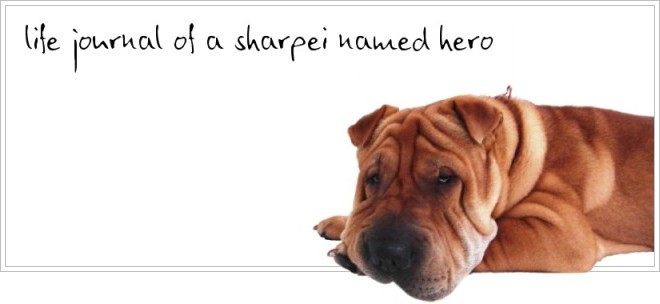 Hero the Sharpei