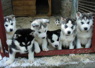 Siberian Husky Puppies 4 Puppy For S Siberian Husky Puppies 4