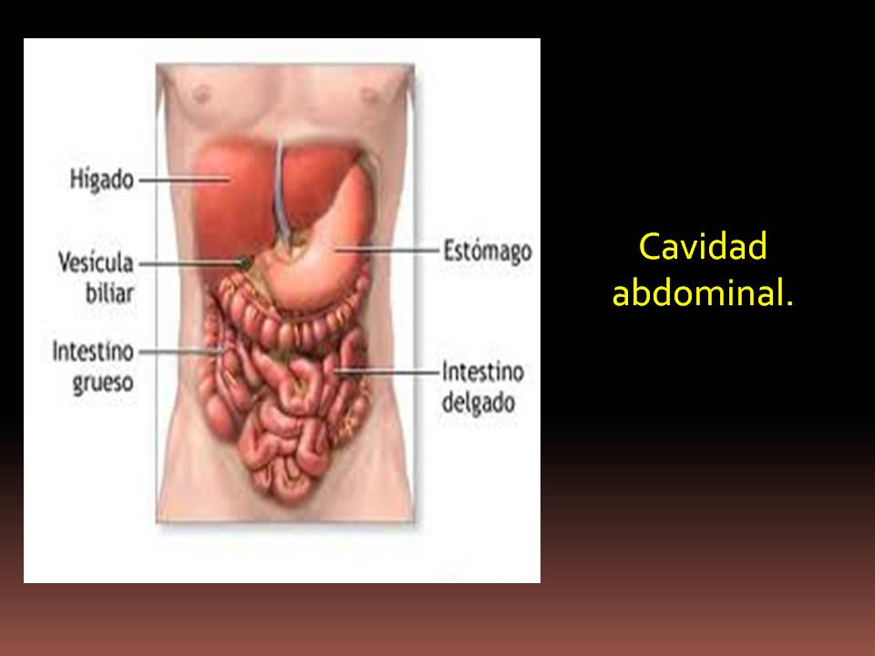 Parte central intestino delgado