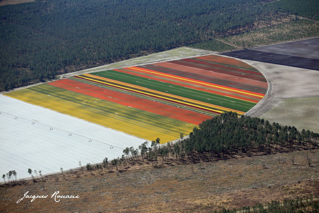 Bouquet De Mariee Fleurs Des Champs 20 Beaux Bouquets De Mariee
