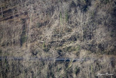 Vue aérienne d'une parcelle de forêt avec des arbres déracinés