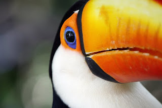 Photograph of a toucan's head showing one eye.