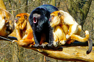 'death metal monkeys' by brum d on Flickr